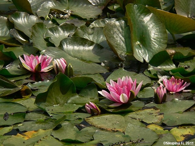 img00005.jpg