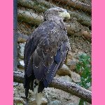 brn�nsk� zoo - orel