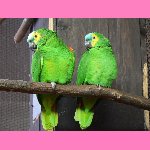 brn�nsk� zoo - papou�ci