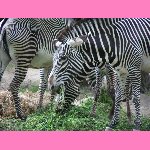 brn�nsk� zoo - zebry