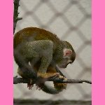 brn�nsk� zoo - opi�ka